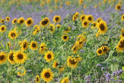 sunflower helianthus annuus composites