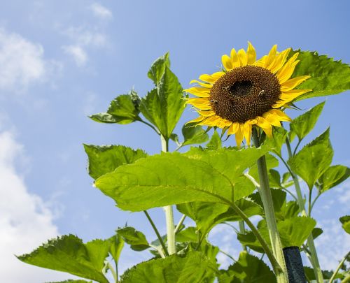 sunflower summer nature