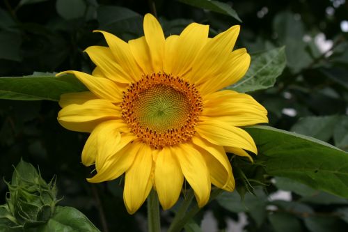 sunflower yellow flower nature