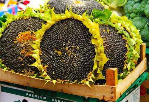 sunflower seeds market