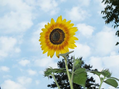 sunflower clouds sky