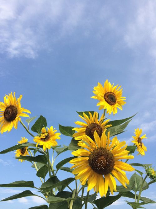 sunflower flowers yellow