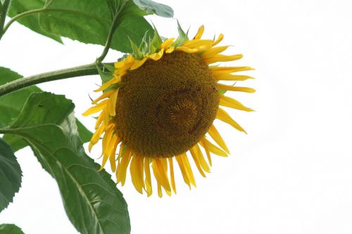 sunflower flowers summer