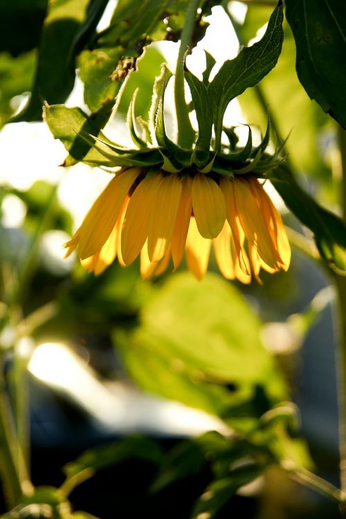 sunflower plants sunshine