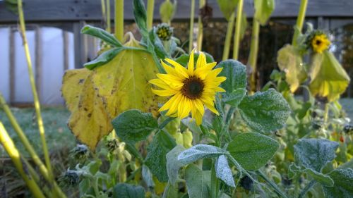 sunflower flower frost