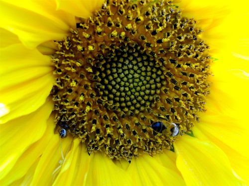 sunflower flowers wildlife