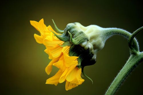 sunflower profile yellow