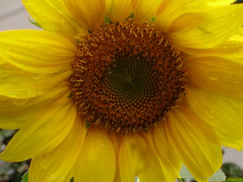 sunflower flower yellow