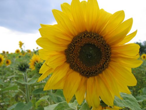 sunflower flower plant