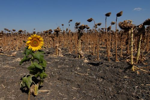 sunflower field faded