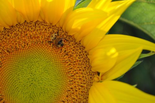 sunflower bee flower