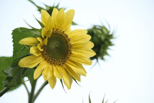 sunflower flower yellow