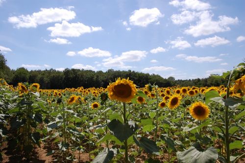 sunflower france sky