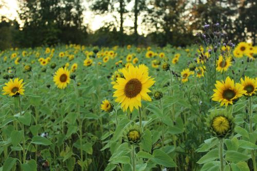 sunflower summer plants