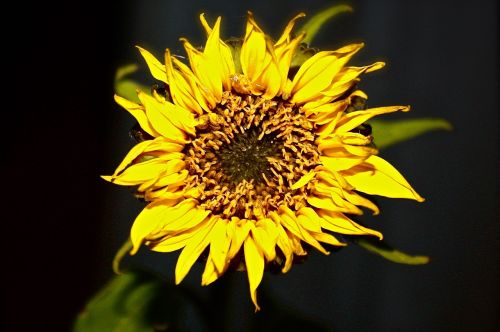 sunflower flower black