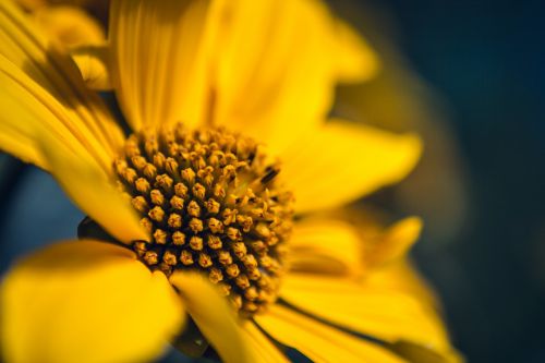 sunflower yellow floral