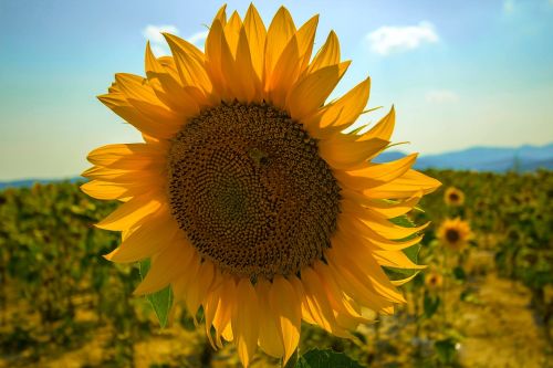 sunflower summer nature