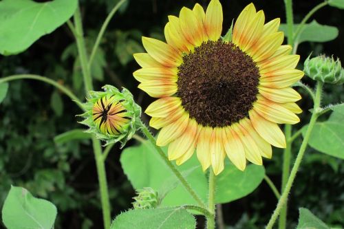 sunflower flower bud