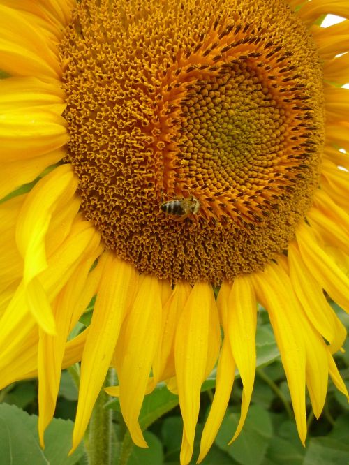 sunflower bee nature