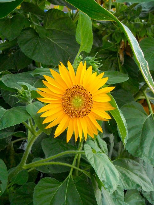 sunflower flower summer
