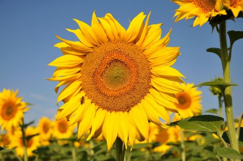 sunflower yellow flower sunflower field