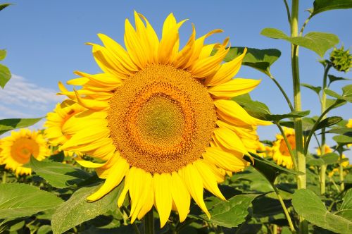 sunflower yellow flower sunflower field