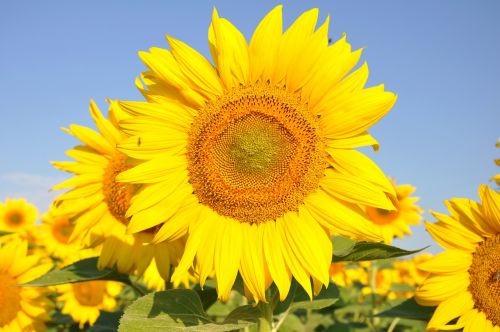 sunflower yellow flower sunflower field