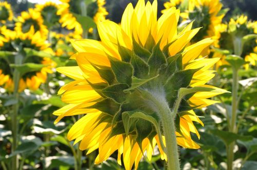 sunflower yellow flower sunflower field