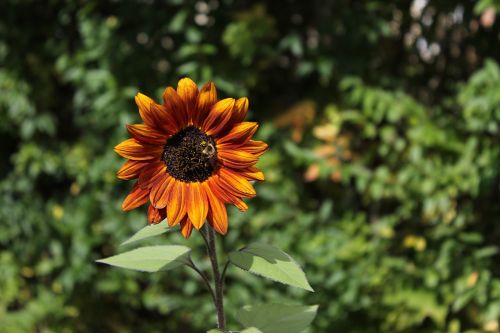 sunflower bee orange