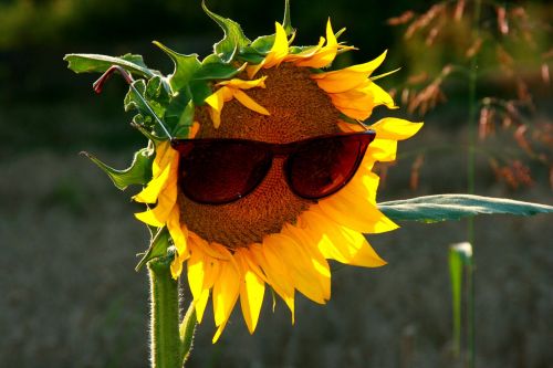 sunflower sunglasses yellow
