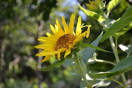 sunflower flower nature