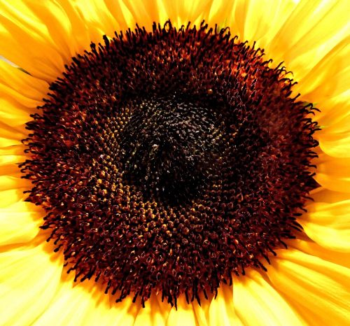 sunflower garden nature