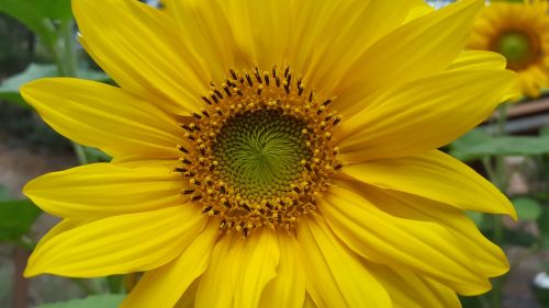 sunflower garden flower