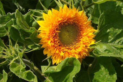 sunflower mini garden