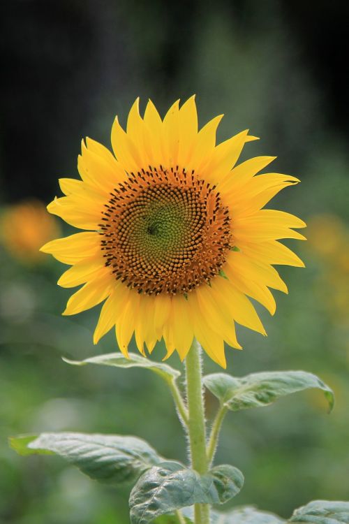 sunflower flower yellow