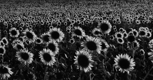 sunflower landscape field