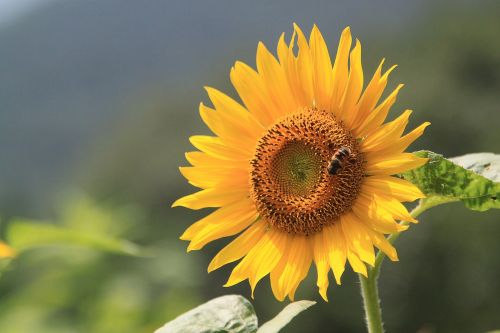 sunflower flower plant