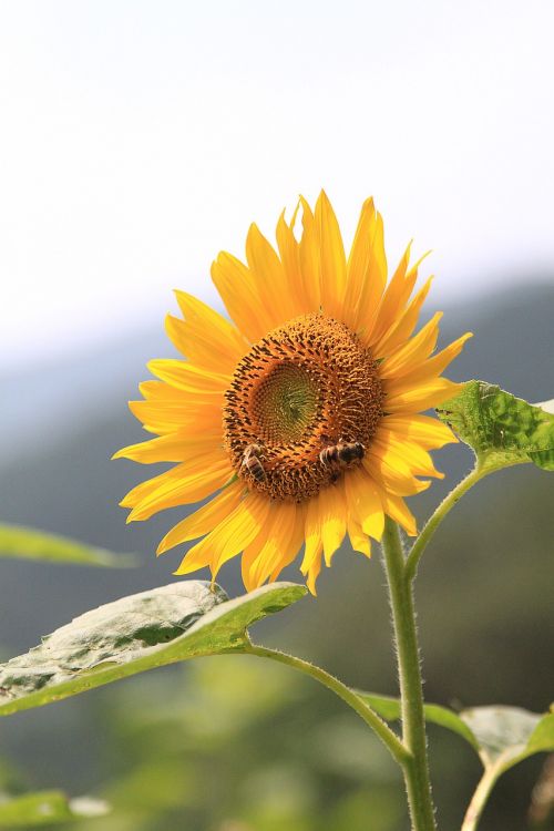 sunflower flower bee