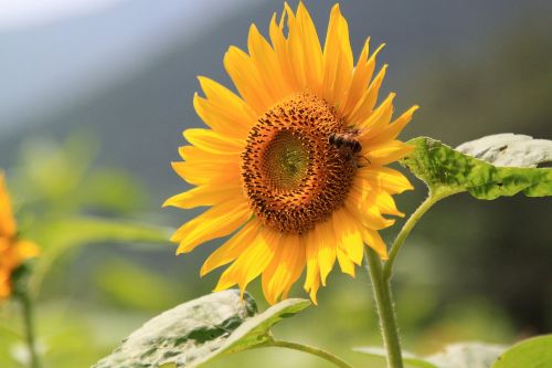 sunflower flower bee