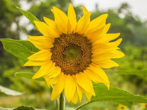 sunflower isolated mature