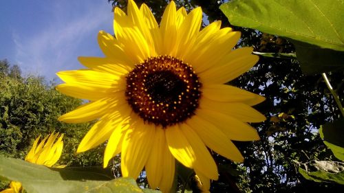 sunflower flower plant