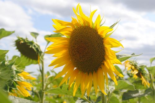 sunflower summer day summer