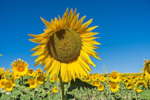 sunflower flower field