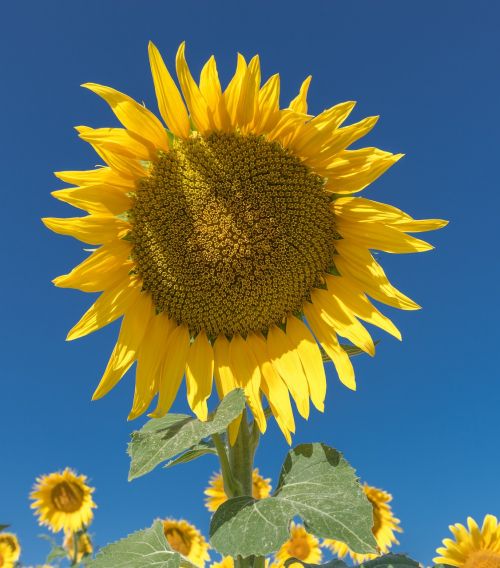 sunflower flower field