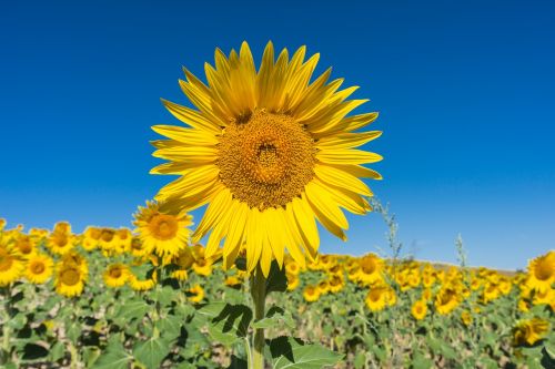 sunflower flower field