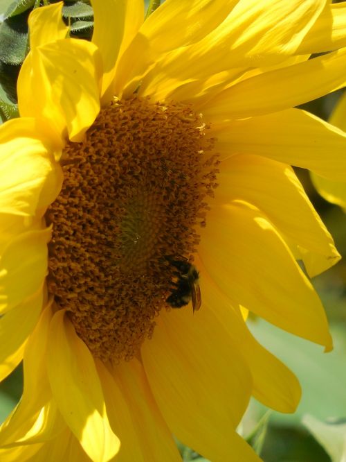 sunflower seeds food