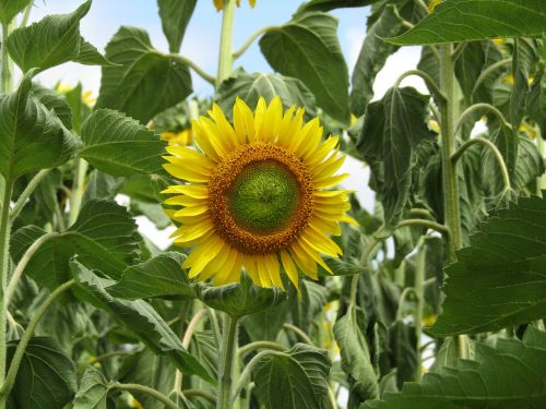 sunflower flower plant