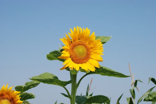 sunflower summer flowers