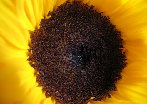 sunflower flower inside