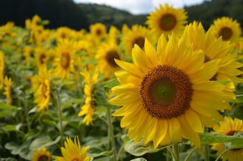 sunflower hokkaido summer